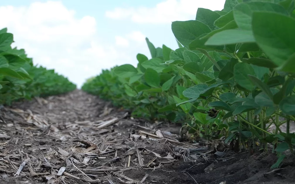 cel mai bun erbicid total